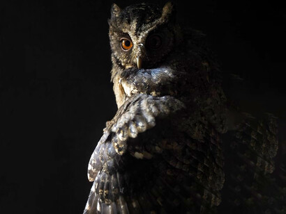Búho es el nombre común de aves de la familia Strigidae, del orden de los estrigiformes o aves rapaces nocturnas