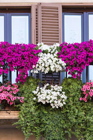 Ci sono molte piante con le quali giocare, provare, sperimentare balconi fioriti