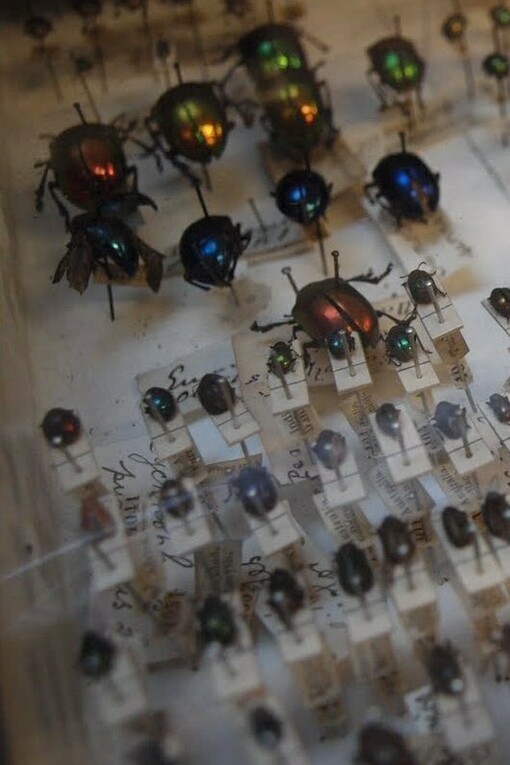 Colección de insectos del Museo de Historia Natural de Dublín, Irlanda