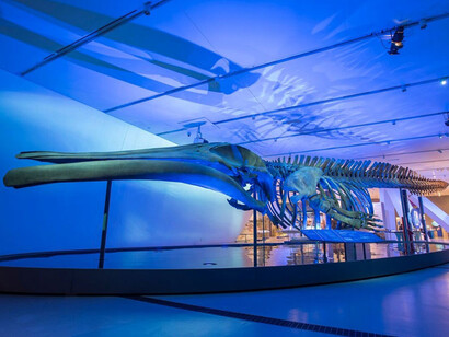The Blue Whale Story. Courtesy of ROM 