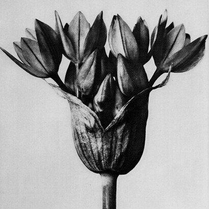 Blossfeldt, Karl. Allium ostrowskianum umbela de uma planta de alho