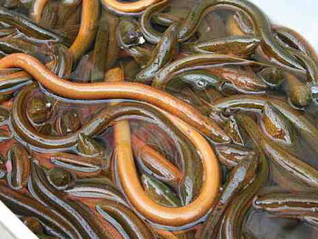 Sgomita l’anguilla che cerca la scintilla