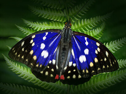 Nunca dejen de creer en ustedes ni dejen de sorprenderse ante las cosas sublimes de la vida, como las alas de las mariposas en búsqueda siempre de libertad