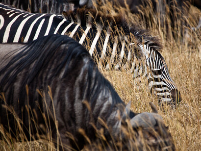 Zebre con bufali nel parco di  Ngorongoro