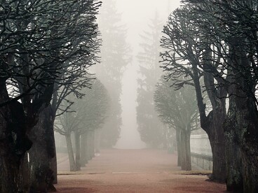 A tree-lined park footpath enveloped in late-autumn fog