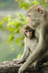 In animals breastfeeding is fundamental for a regular, healthy and safe growth 