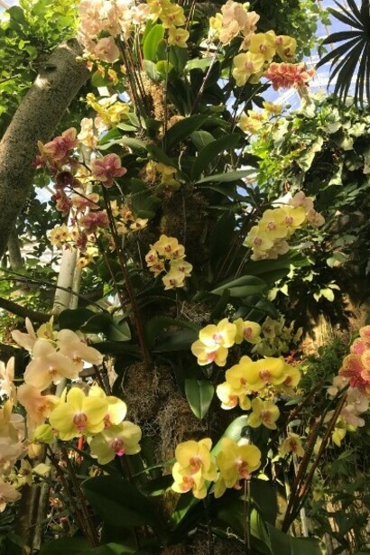 The Orchid Show at the New York Botanical Garden