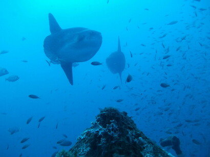 Un sistema fitale con pesci luna (Mola mola)