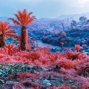 Hombo, Walikale, eastern Democratic Republic of Congo, 2012 © Richard Mosse - Courtesy of the artist and Jack Shainman Gallery, New York