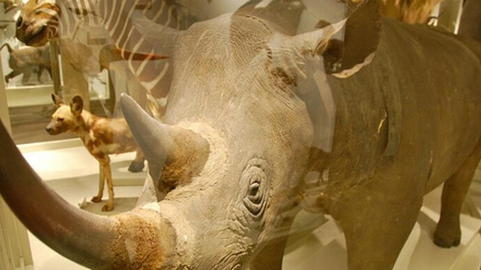 Africa Gallery. Courtesy of Harvard Museum of Natural History
