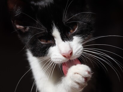 Finisce che abbiamo sempre noi la meglio, perché siamo furbi e scaltri