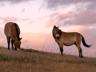 Two brown horses on brown grass field