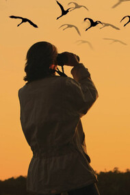 Birdwatching, l’osservazione organizzata di volatili