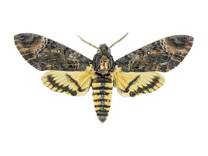 «Acherontia styx», Falsa Esfinge de la Calavera
