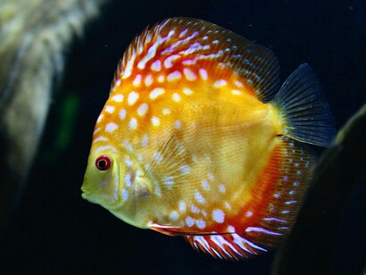 Un pesce pappagallo dorato, caratterizzato dalla forma gonfia e dalla bocca a becco