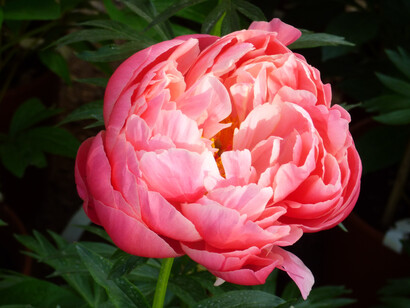 Paeonia 'Coral Charm'  