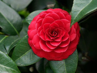 Her books are written in an unprecedented style, somewhere between fiction and lyrical poems