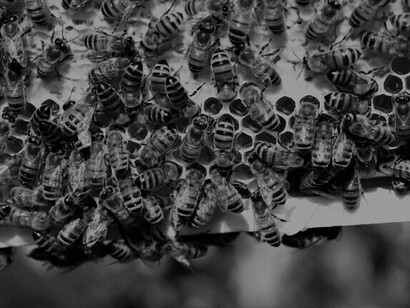 Bewirtschaftete Honigbienenvölker sind sehr wichtige Nutztiere