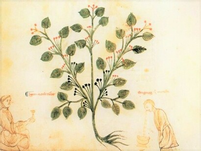 L'erba di Eracle, Codex Medicina Antiqua (Cod.Vind.93), particolare