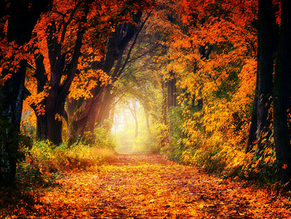 Sendero bajo los árboles de un bosque en una tarde otoñal
