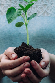 An individual holds a plant root in their hand