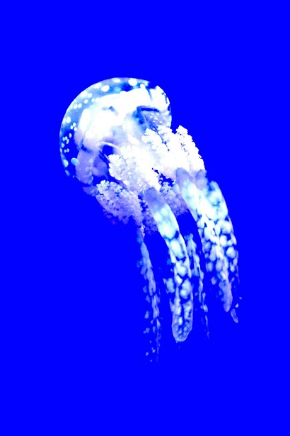 El océano en el punto de mira del capitalismo 5.0