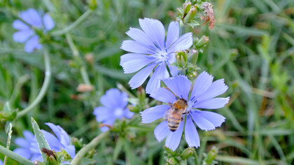 Fiori di Cicoria selvatica (Cichorium intybus)