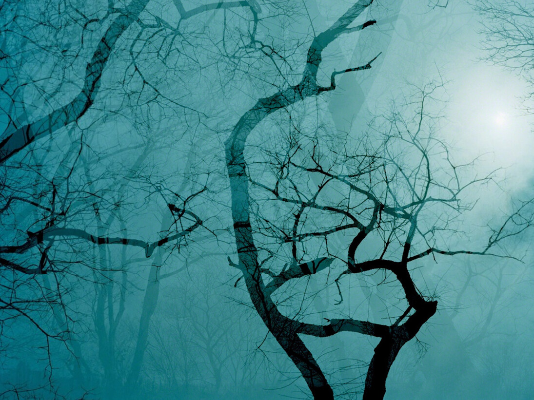 Leah Oates, Transitory Space, Brooklyn, Prospect Park Double Tree 3. Courtesy of Susan Eley Fine Art