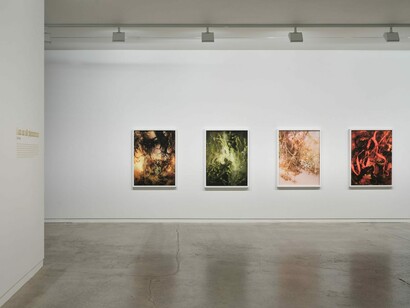 Ann Shelton, i am an old phenomenon, exhibition view. Courtesy of Two Rooms