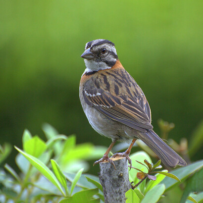 Las poblaciones de Zonotrichia capensis ofrecen un valioso modelo para comprender cómo las aves responden a los cambios en su entorno