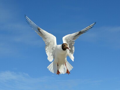 A inteligência segue essencial. Ela organiza, ilumina, conecta. Porém, fora da experiência, vira ornamento. Dentro da vida, transforma-se em ferramenta. A diferença entre uma coisa e outra costuma definir o rumo de uma existência inteira



