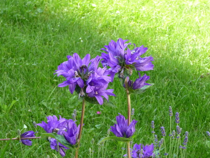 Flora Val Pusteria. Foto Simonetta Sandri