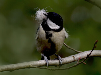 A Great Tit gathering nesting material in Spring in Burgess Park © Gehan de Silva Wijeyeratne