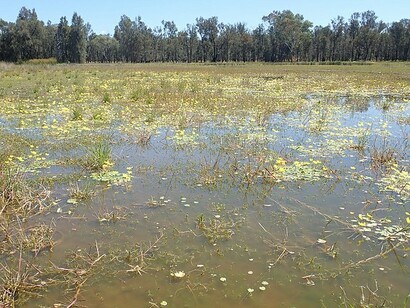 Humedal intermitente en el Parque National de Pilliga, Australia