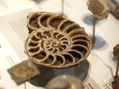 600 million years, exhibition view. Courtesy of Melbourne Museum