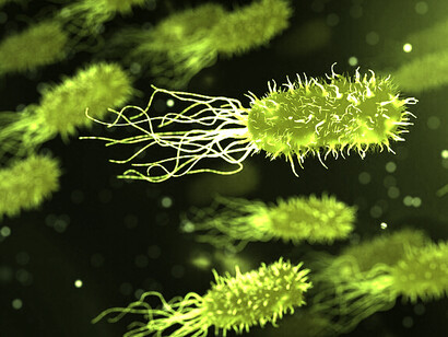 «Escherichia coli», la bacteria anaerobia facultativa comensal más abundante de la microbiota del tracto gastrointestinal en donde junto con otros microorganismos es esencial para el funcionamiento correcto del proceso digestivo