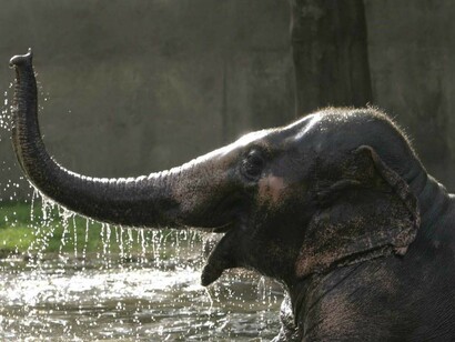 Wild Elephant