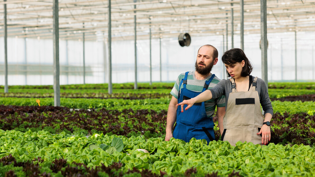 Farmworkers gather fresh vegetables under the warm sun, ensuring the highest quality produce for consumers who might unknowingly encounter insect-derived ingredients in their food