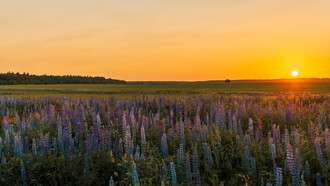 In the fading light, the lavender stands tall and resilient, mirroring the flower's quiet defiance against the world's whims and the steadfast beauty it represents