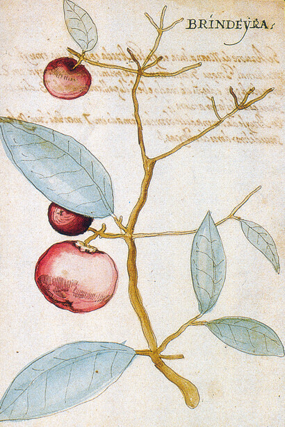 A brindeira em Manuel Godinho de Erédia, *Suma das árvores e plantas da Índia Intra Ganges*, Edição de J. G. Everaert, J.E. Mendes Ferrão e M. Cândida Liberato, Lisboa, CNCDP, 2001