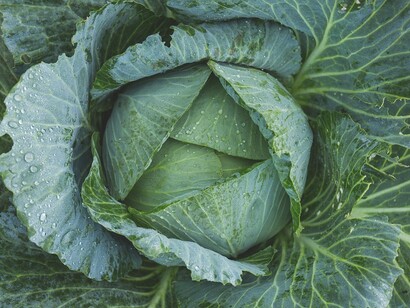 Impacchi e impiastri con le foglie di cavolo sono rimedi principi della naturopatia tradizionale