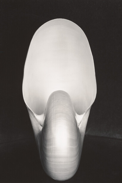 Shell (1927)
Edward Weston, Gelatin silver print © Center for Creative Photography, Arizona Board of Regents
