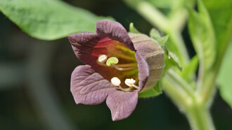 Belladonna (Atropa belladonna)