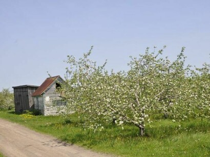 Les arbres fruitiers
