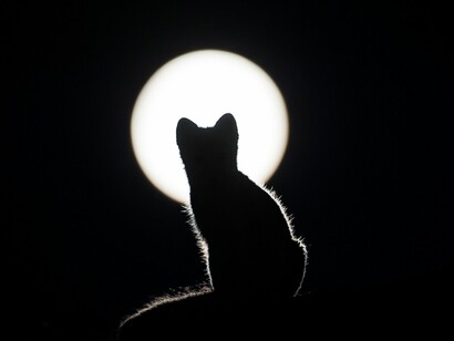 «Luna! Y a fuerza de volar en vano, 
te holocaustas en ópalos dispersos: 
tú eres talvez mi corazón gitano 
que vaga en el azul llorando versos!» (César Vallejo)