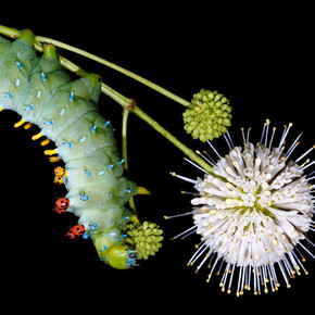 New England Caterpillars. Courtesy of Museum of Science