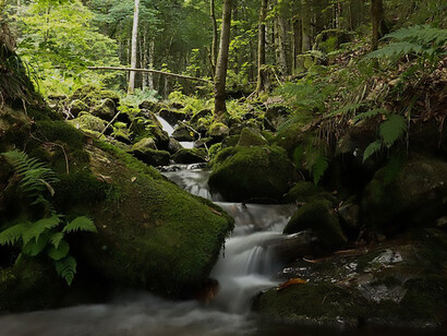 Nestled within the verdant embrace of the forest, a mesmerizing waterfall gracefully tumbles over moss-adorned rocks, creating a serene and enchanting natural spectacle