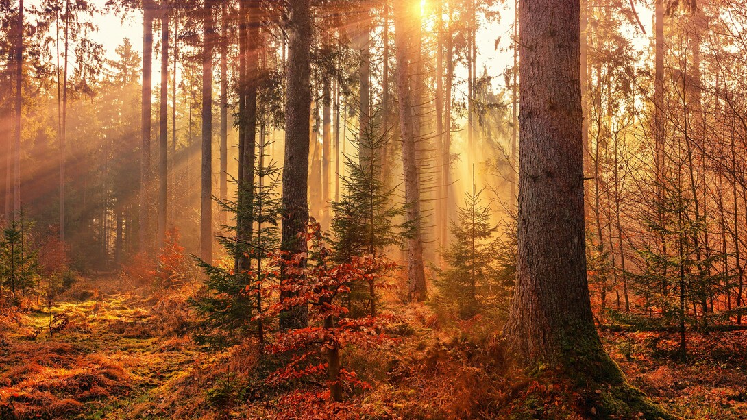 Bosco in autunno