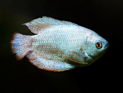 Una norma minacciava gravi sanzioni a tutti quei “frigitori” che facevano incetta di pesce 