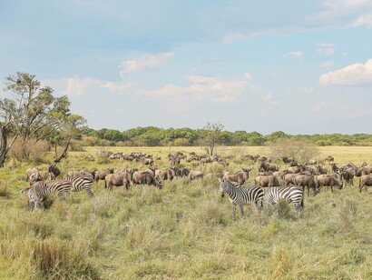 Wildebeest and Zebra on vegetation